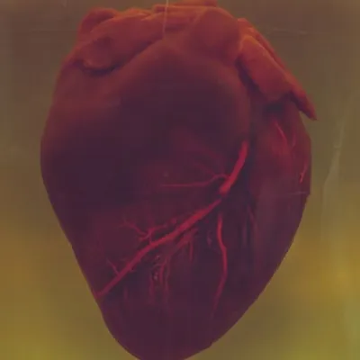 How to look after your heart health using the wisdom of traditional Chinese medicine