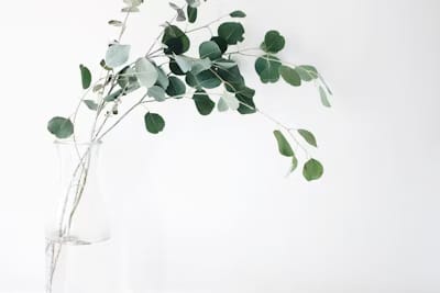 Self-care for your lungs using the wisdom of traditional Chinese medicine
