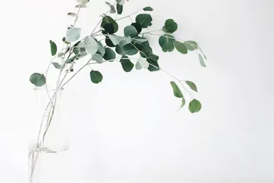 Self-care for your lungs using the wisdom of traditional Chinese medicine